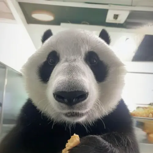 Zhu (竹熊猫) (PANDA) | Next-Gen Solana Explorer